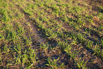 Sprouts of winter wheat in spring. Cereal sprouts have just begun to germinate from the ground....