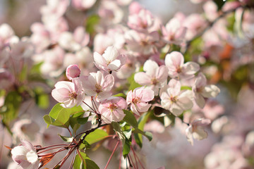 Garden of Eden with blooming apple trees - closeup.