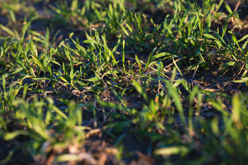 Sprouts of winter wheat in spring. Cereal sprouts have just begun to germinate from the ground. Green sprout lines. A fertile land with wheat in spring.