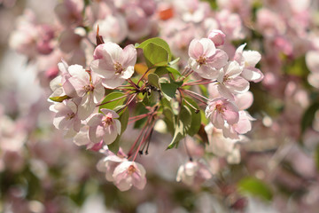 Garden of Eden with blooming apple trees - closeup.