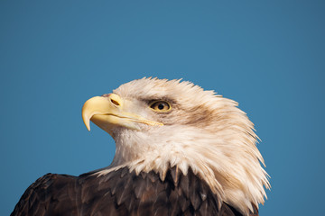 Portrait of head of American bald eagle, against  sky. 