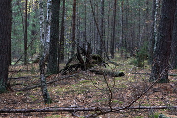 Old fallen tree in the forest