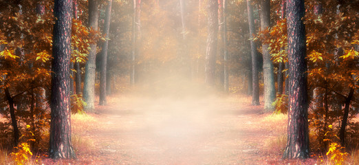 Fantasy autumn panoramic photo background with pine tree forest and mysterious foggy trail - obrazy, fototapety, plakaty