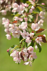 Fototapeta na wymiar Garden of Eden with blooming apple trees - closeup.
