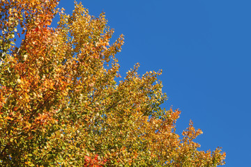 Vibrant colours on autumn tree tops, dark blue sky in background