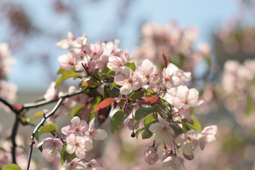 Garden of Eden with blooming apple trees - closeup.