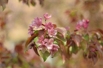 Garden of Eden with blooming apple trees - closeup.