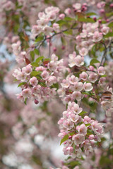 Garden of Eden with blooming apple trees - closeup.