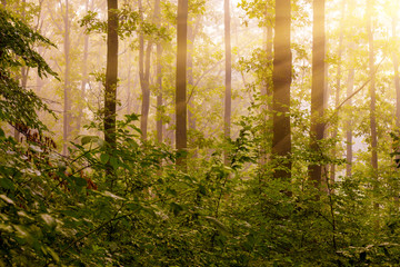 Sunlight in the morning illuminates the forest. Morning in the woods during the sunrise_
