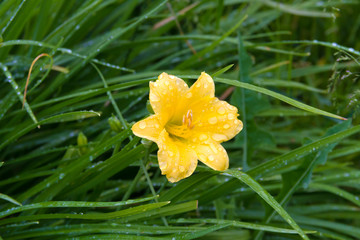 Daylily covered with drops after summer rain