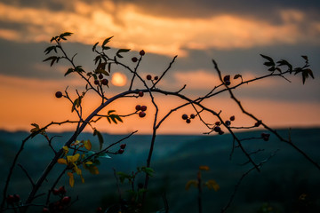 silhouette of tree at sunset