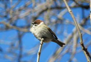Sparrow on a tree branch against blue sky, closeup