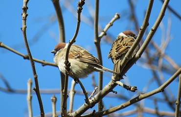 Sparrows on a tree branch against blue sky in winter season