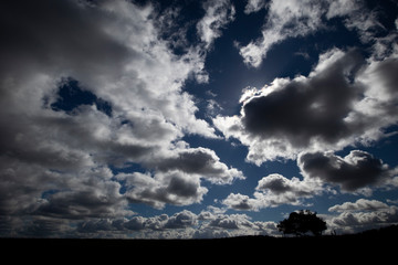 Dramatic silhouetted windswept stunted tree on farm grassland field in rural Hampshire against a cloudy sky