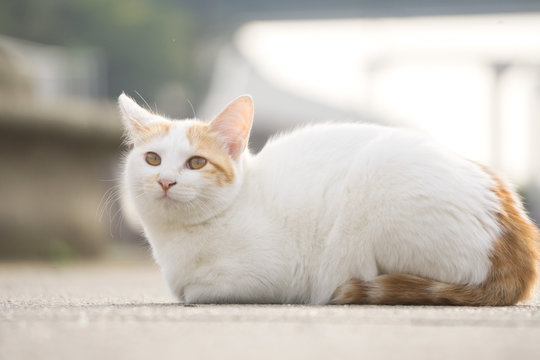 日向ぼっこ 野良猫