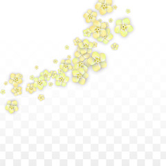 Vector Realistic Yellow Flowers Falling on Transparent Background.  Spring Romantic Flowers Illustration. Flying Petals. Sakura Spa Design. Blossom Confetti. Design Elements for Wedding Decoration.