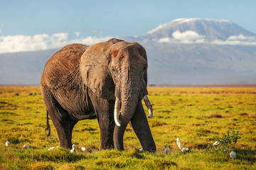 African bush elephant (Loxodonta africana) in low grass, white heron birds at feet, mount Kilimanjaro in background.