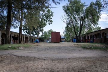 natural horse training