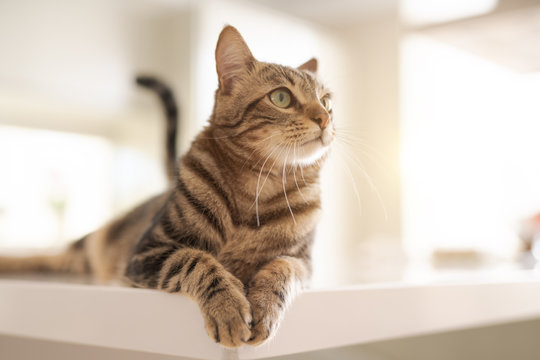 Beautiful short hair cat lying on white table at home