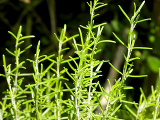 Rosemary in garden