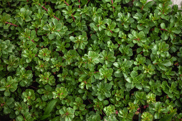 Background of green leaves