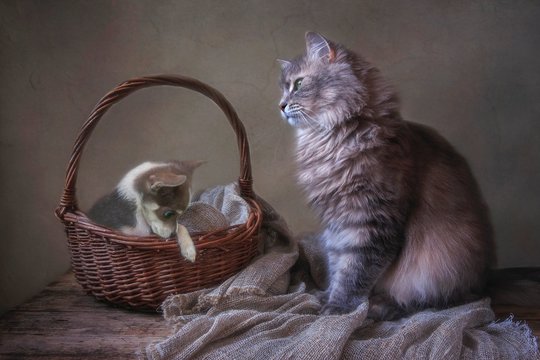 Gray Siberian cat and little chihuahua puppy