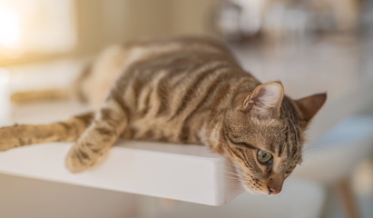 Beautiful short hair cat lying on white table at home