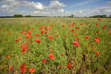Obraz na płótnie Canvas Red weed in field