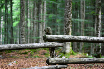Il risveglio della foresta a primavera