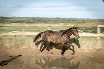Fototapeta na wymiar natural horse training
