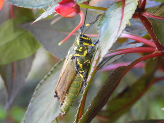 grasshopper on a flower
