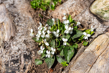 Weiße Veilchen auf Waldboden