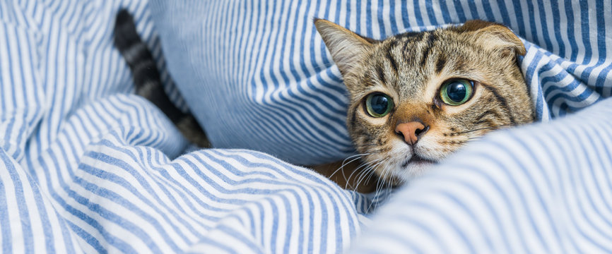 Beautiful short hair cat lying on the bed at home