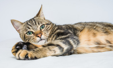 Beautiful short hair cat lying on the bed at home