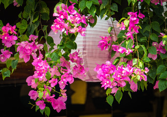 Fototapeta na wymiar bright pink bougainvillea blooms hanging with white lantern in Vietnam