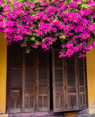 bright pink purple bougainvillea blooms cascading over roof of brown shuttered shop in Hoi An building in historic old town