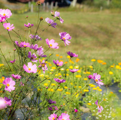 field of pink flowers