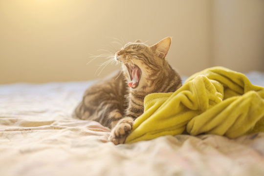 Beautiful short hair cat lying on the bed at home