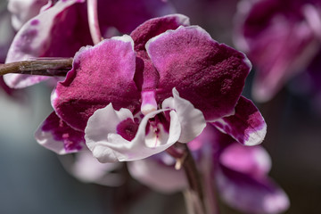 Orchidea