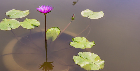 one bright purple pink lotus blossom with a new bud  among green leaves in a murky pond