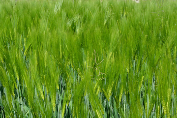 Un campo di frumento ancora verde a primavera