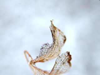 Dried autumn leaf