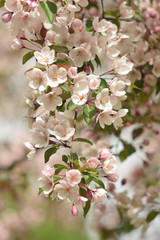Garden of Eden with blooming apple trees - closeup.