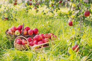 red apples on green grass in orchard