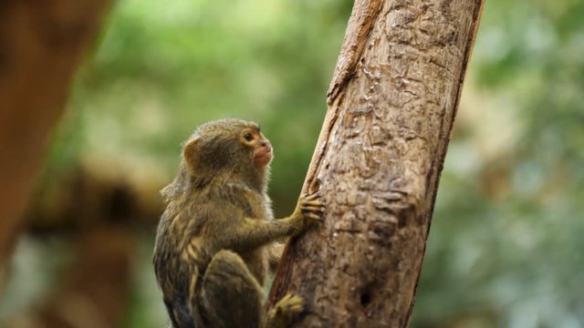 Pygmy marmoset (little monkey) is resting on a tree