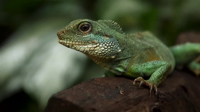 SLOW MOTION: An Iguana is resting on a tree