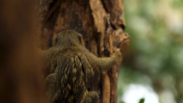 SLOW MOTION: Pygmy marmoset (little monkey) is climbing a tree while feeding himself