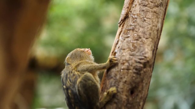 SLOW MOTION: Pygmy marmoset (little monkey) is resting on a tree