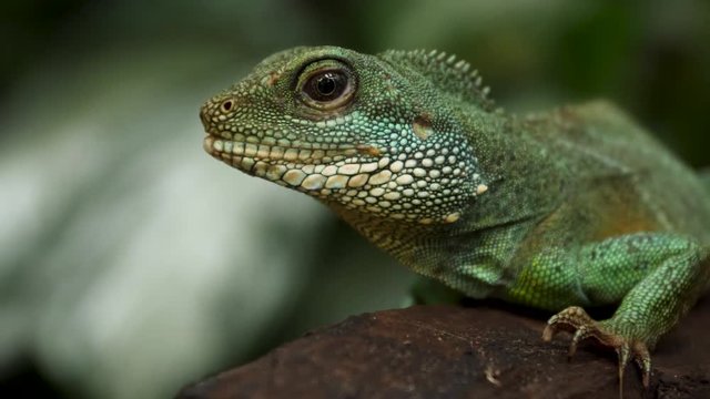 An iguana is resting on a tree