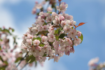 Garden of Eden with blooming apple trees - closeup.